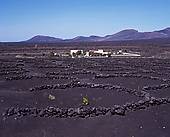 lanzarote  vignes