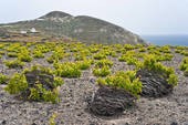 grece vignes